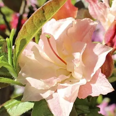 Азалия КЭННОНС ДАБЛ листопадная в Самохваловичи