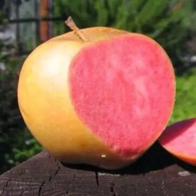 Яблоня ПИНК ПЕРЛ в Самохваловичи