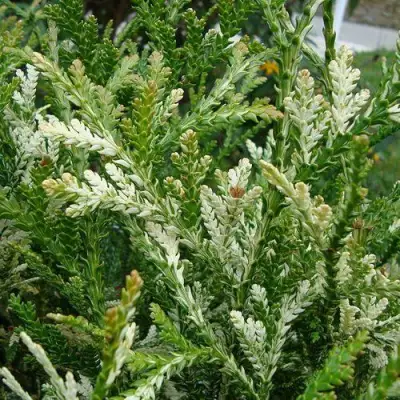 Туевик ВАРИЕГАТА долотовидный в Самохваловичи