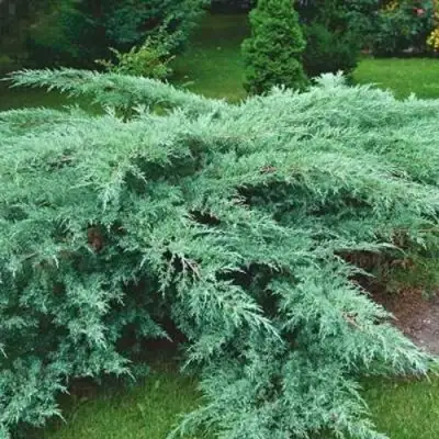 Можжевельник ГРЕЙ ОУЛ виргинский  в Самохваловичи