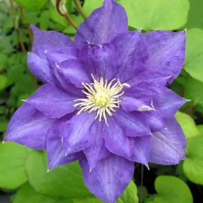 Клематис БЬЮТИ ОФ ВОЧЕСТЕР в Самохваловичи