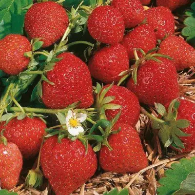 Клубника ФЛОРЕНС в Самохваловичи