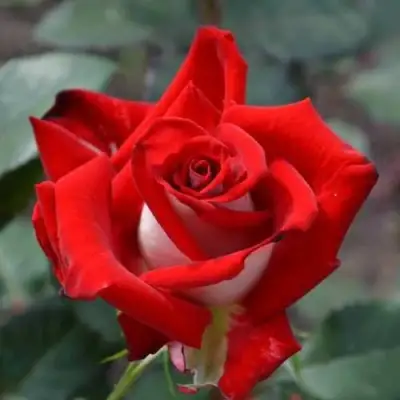 саженцы розы Альянс