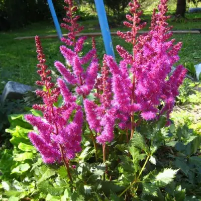 Астильба ЭЛИЗАБЕТ ВАН ВИН японская в Самохваловичи