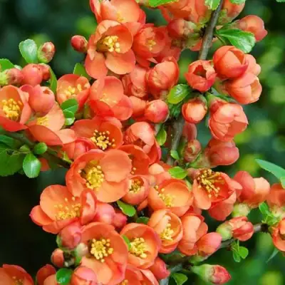 Айва ОРАНЖ ТРЕЙЛ в Самохваловичи