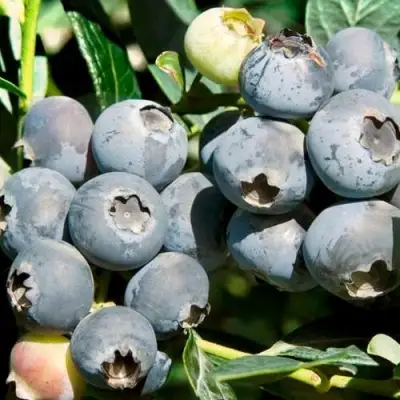 Голубика ЧАНДЛЕР в Самохваловичи