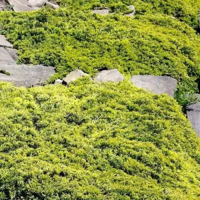 Можжевельник ГОЛДЕН КАРПЕТ горизонтальный  в Самохваловичи