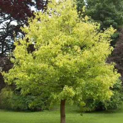 Клен ясенелистный в Самохваловичи