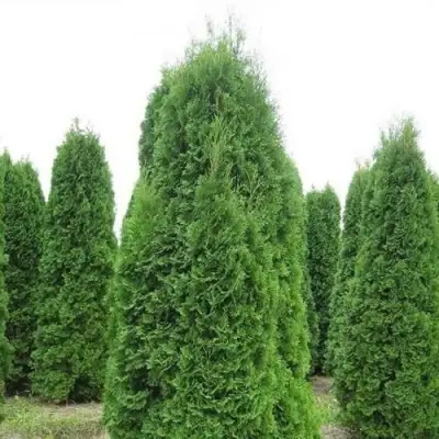Туя КОЛУМНА западная в Самохваловичи