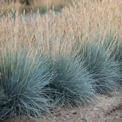 Овсяница АЙСФОГЕЛЬ сизая в Самохваловичи