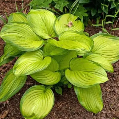 Хоста СТЕЙНД ГЛАСС гибридная в Самохваловичи