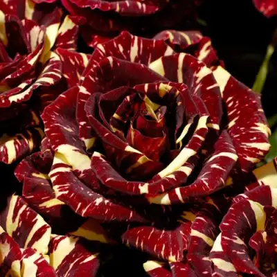 Роза АБРАКАДАБРА чайно-гибридная в Самохваловичи