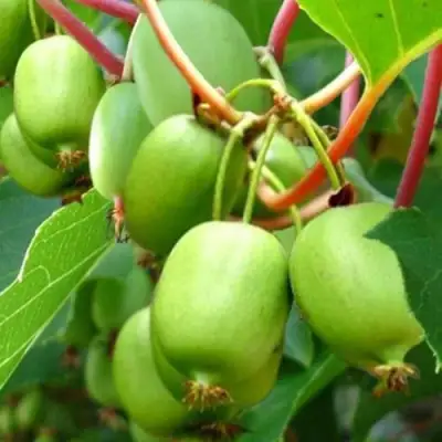 Актинидия ЭСТАФЕТА аргута в Самохваловичи