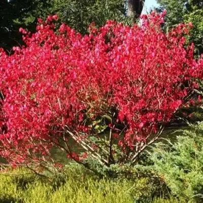 Бересклет ЕВРОПЕЙСКИЙ в Самохваловичи