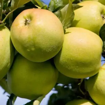 Яблоня МУТСУ в Самохваловичи