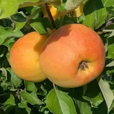 Яблоня АНТОНОВКА ЗОЛОТАЯ в Самохваловичи