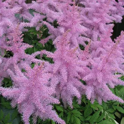 Астильба ГИАЦИНТ Арендса в Самохваловичи