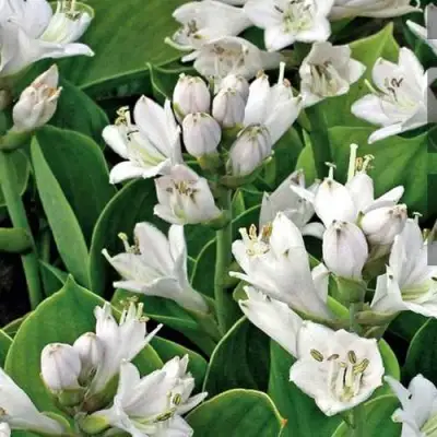 Хоста МОНСТЕР ИРЗ гибридная в Самохваловичи