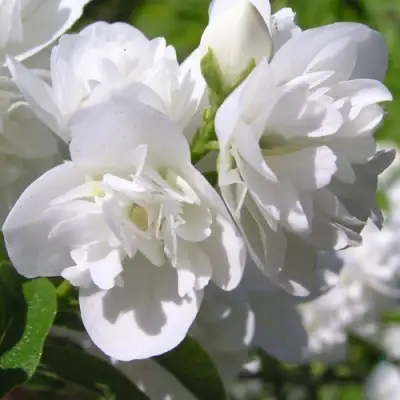 Жасмин ЖИРАНДОЛЬ в Самохваловичи