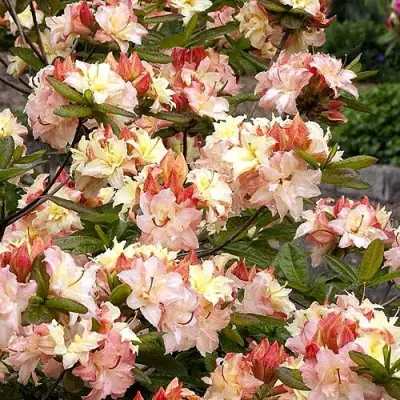 Азалия КЭННОНС ДАБЛ листопадная в Самохваловичи