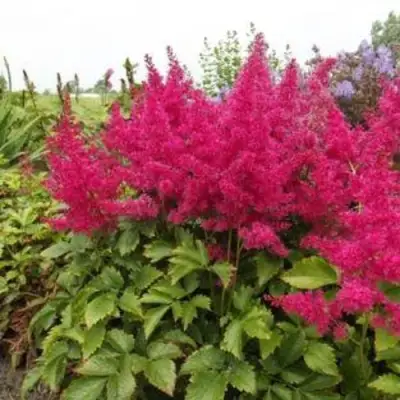 Астильба САННИ ДЕЙ гибридная в Самохваловичи