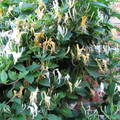 Жимолость ХАЛЛИАНА японская (Хелиана) в Самохваловичи