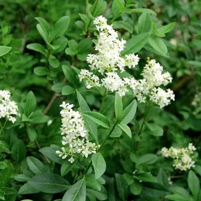 Бирючина обыкновенная АТРОВИРЕНС в Самохваловичи