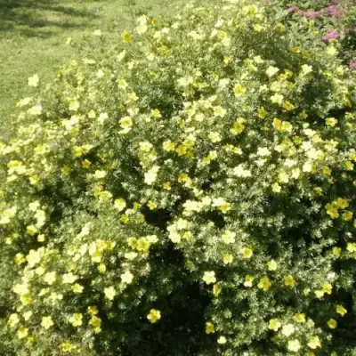 Лапчатка КЛОНДАЙК кустарниковая в Самохваловичи