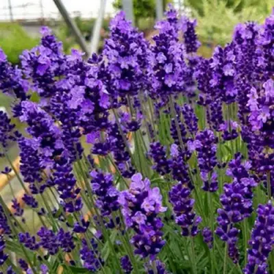 Лаванда ХИДКОТ БЛЮ узколистная в Самохваловичи