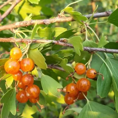 Смородина золотистая ЛЯЙСАН в Самохваловичи