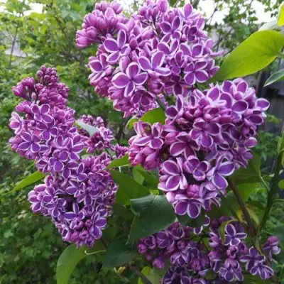 Сирень СЕНСАЦИЯ в Самохваловичи