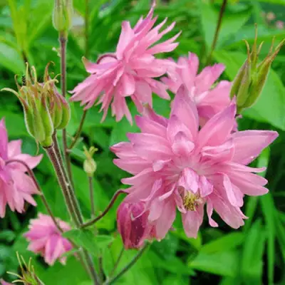 Аквилегия БАРЛОУ ПИНК гибрид МакКаны в Самохваловичи