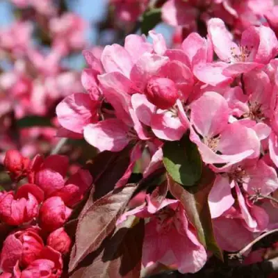 Яблоня РУДОЛЬФ декоративная  в Самохваловичи