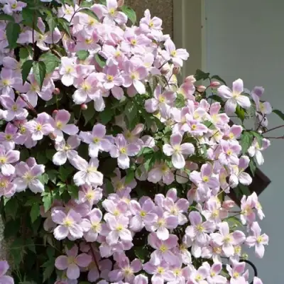 Клематис ГОРНЫЙ в Самохваловичи