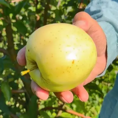 Яблоня ЗАЙЧУК в Самохваловичи