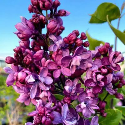 Сирень ВИОЛЕТТА в Самохваловичи