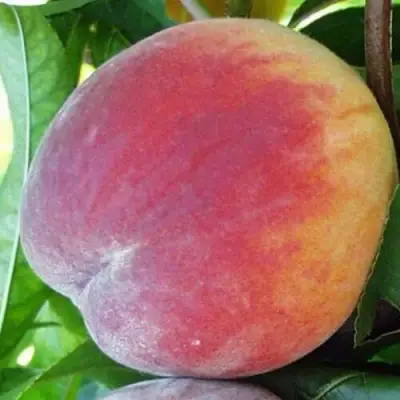 Персик ТОП СВИТ в Самохваловичи