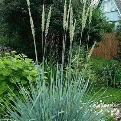 Элимус БЛЮ ДЮН песчаный в Самохваловичи