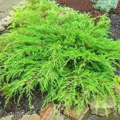 Микробиота ЯКОБСЕН перекрестнопарная в Самохваловичи