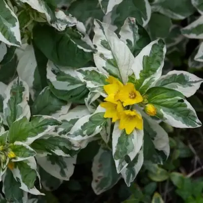 Вербейник АЛЕКСАНДР точечный в Самохваловичи