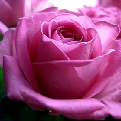 Роза ЭЙФЕЛЕВА БАШНЯ чайно-гибридная в Самохваловичи