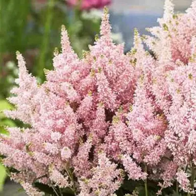 Астильба ЮНИК САЛМОН гибридная в Самохваловичи