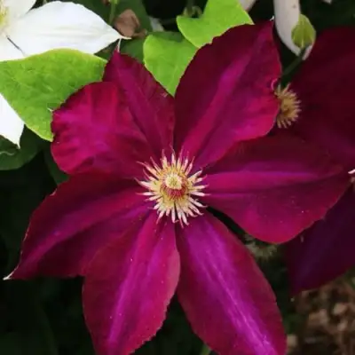 Клематис МАЗОВШЕ в Самохваловичи