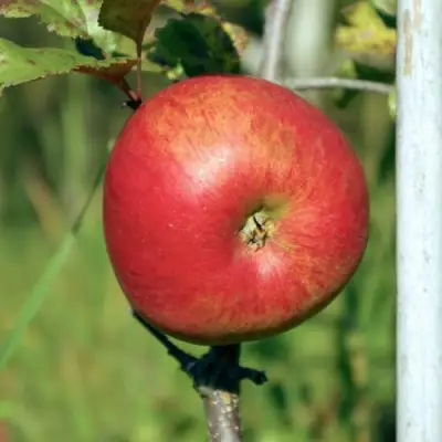 Яблоня ДЫЯМЕНТ в Самохваловичи