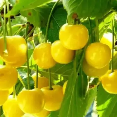 Черешня ПОДСНЕЖНИК в Самохваловичи