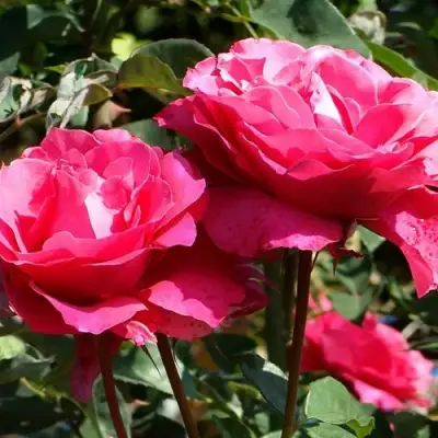 Роза ВИЕН РОУЗ чайно-гибридная в Самохваловичи