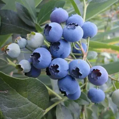 Голубика ЛЕГАЦИЯ в Самохваловичи