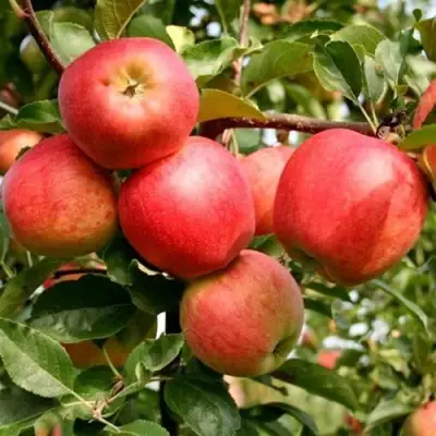 Яблоня ГАЛА МАСТ в Самохваловичи