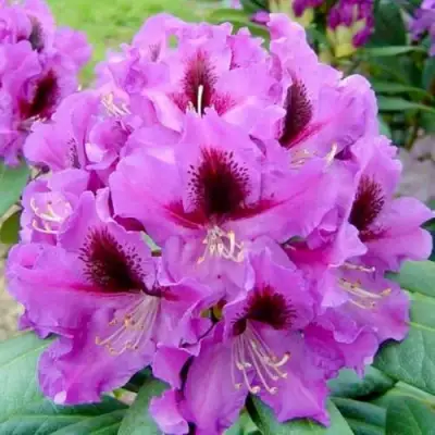 Рододендрон РАСПУТИН в Самохваловичи