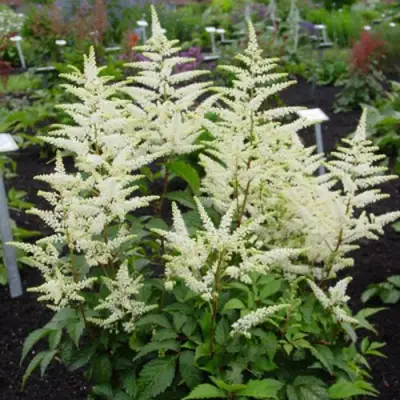 Астильба БРАУТШЛЕЙЕР Арендса в Самохваловичи